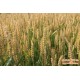 大量回收小麦玉米诚信企业「丰硕殷德」
